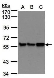 PDI antibody [N1N3]