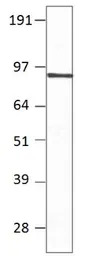 PDE7B antibody