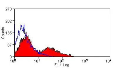 VCAM1 / CD106 antibody [MR106]