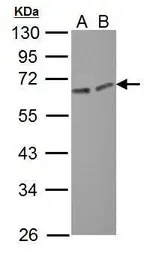 ERO1L antibody