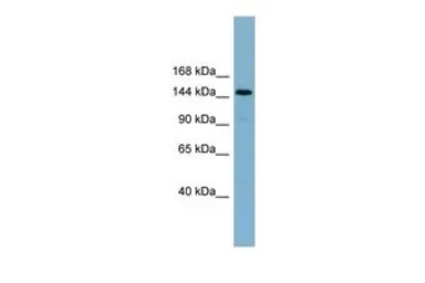 KIAA1199 antibody, Internal