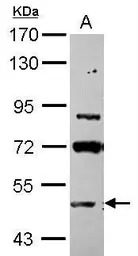 ASB3 antibody [N1N3]
