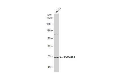 CYP46A1 antibody [N1C1]