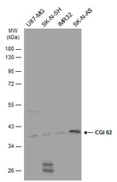 CGI 62 antibody