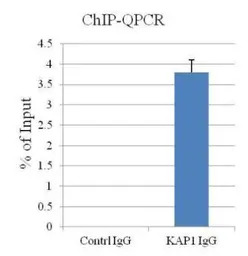 KAP1 antibody [N3C2], Internal
