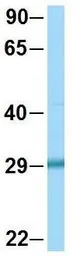 EGFL8 antibody, C-term