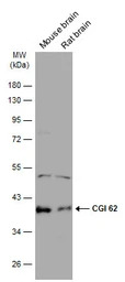 CGI 62 antibody
