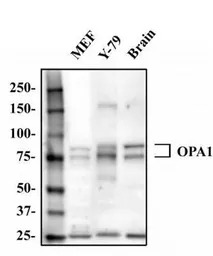 OPA1 antibody