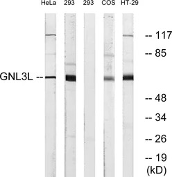 GNL3L antibody
