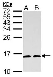 NHP2L1 antibody [N1C3]