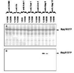 Apg8 antibody