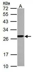 HMGB1 antibody