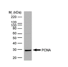 PCNA antibody [PC10]