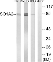 SLCO1A2 antibody