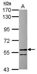 RCC2 antibody [N1C1]