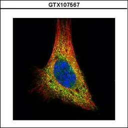 PKA C alpha antibody