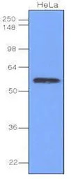 IRF3 antibody [3F10]