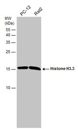 Histone H3.3 antibody
