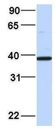 EIF3G antibody, Internal