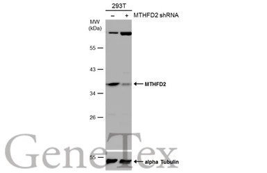MTHFD2 antibody [N3C3]