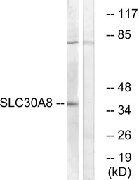 SLC30A8 antibody