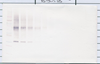 Biotinylated Anti-Human Adiponectin Western Blot Reduced