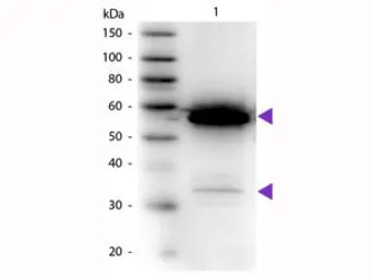 alpha Amylase antibody (HRP)