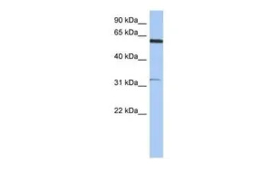 CDKL2 antibody, N-term