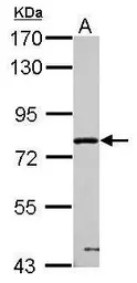 PPWD1 antibody