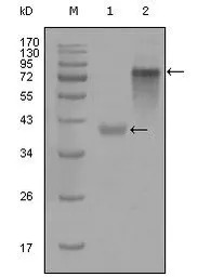 Cytokeratin 19 antibody [4F12G
