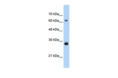 PCNA antibody, C-term