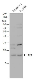 Bid antibody [N1C3-2]