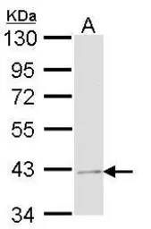 Jab1 antibody [N1C1]