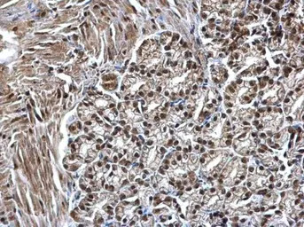 SMARCC1 antibody [C2C3], C-ter