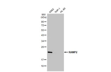 RAMP2 antibody