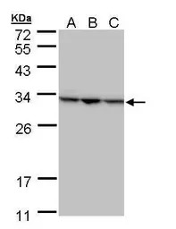 SBDS antibody [N1C3]