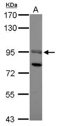 SOX13 antibody [N1N3]