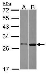 MTHFS antibody [N1C3]
