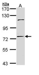 POLH antibody [N1N3]