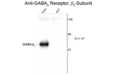 GABA A Receptor beta 3 antibod