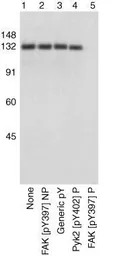 FAK (phospho Tyr397) antibody