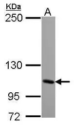 KA1 antibody [N2N3]