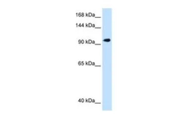 SEC63 antibody, C-term