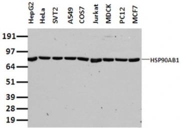 Hsp90 beta antibody [4C10]