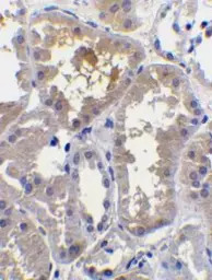RAIDD antibody, C-term