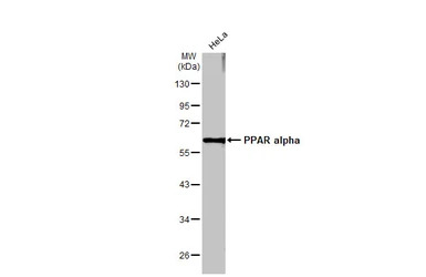 PPAR alpha antibody