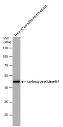 CPN1 antibody [N1C3]
