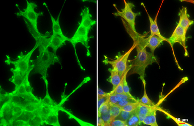 Cortactin antibody [N1], N-ter