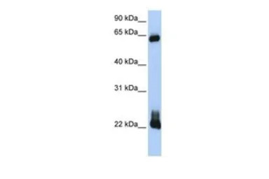 RHOD antibody, C-term