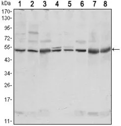 CSK antibody [5F3]